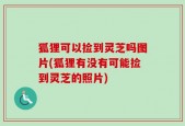 狐狸可以捡到灵芝吗图片(狐狸有没有可能捡到灵芝的照片)