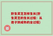 野生灵芝怎样生长(野生灵芝的生长过程：从孢子到成熟的全过程)