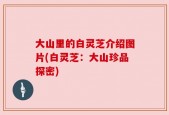 大山里的白灵芝介绍图片(白灵芝：大山珍品探密)
