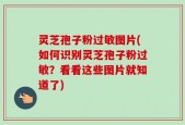 灵芝孢子粉过敏图片(如何识别灵芝孢子粉过敏？看看这些图片就知道了)