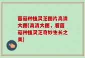菌菇种植灵芝图片高清大图(高清大图，看菌菇种植灵芝奇妙生长之美)