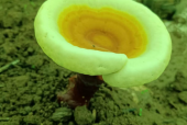 灵芝孢子粉一天吃几克？其实最重要的还是这个