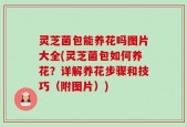 灵芝菌包能养花吗图片大全(灵芝菌包如何养花？详解养花步骤和技巧（附图片）)