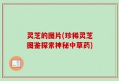 灵芝的图片(珍稀灵芝图鉴探索神秘中草药)