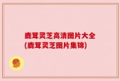 鹿茸灵芝高清图片大全(鹿茸灵芝图片集锦)