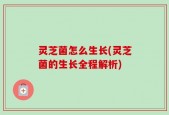 灵芝菌怎么生长(灵芝菌的生长全程解析)