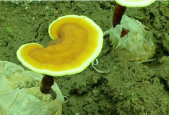 你居然还不知道吃破壁灵芝孢子粉禁忌有哪些？