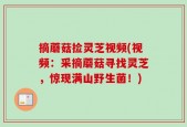 摘蘑菇捡灵芝视频(视频：采摘蘑菇寻找灵芝，惊现满山野生菌！)