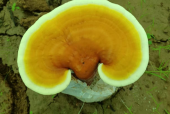 破壁灵芝孢子粉和不破壁的有什么区别？原来还有这种说法！