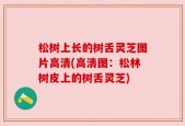 松树上长的树舌灵芝图片高清(高清图：松林树皮上的树舌灵芝)