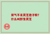 肾气不足灵芝孢子粉？什么叫野生灵芝