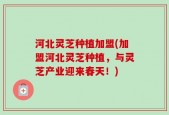 河北灵芝种植加盟(加盟河北灵芝种植，与灵芝产业迎来春天！)