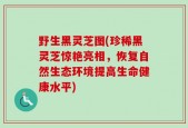 野生黑灵芝图(珍稀黑灵芝惊艳亮相，恢复自然生态环境提高生命健康水平)