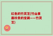 红色的竹灵芝(竹山里最珍贵的宝藏——竹灵芝)