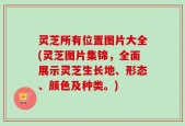 灵芝所有位置图片大全(灵芝图片集锦，全面展示灵芝生长地、形态、颜色及种类。)
