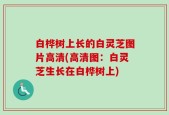 白桦树上长的白灵芝图片高清(高清图：白灵芝生长在白桦树上)