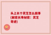 头上长个灵芝怎么回事(解密长寿秘密：灵芝奇迹)