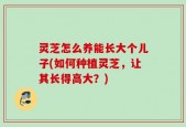 灵芝怎么养能长大个儿子(如何种植灵芝，让其长得高大？)