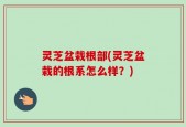 灵芝盆栽根部(灵芝盆栽的根系怎么样？)