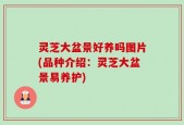 灵芝大盆景好养吗图片(品种介绍：灵芝大盆景易养护)