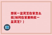 想买一盆灵芝在家怎么买(如何在家里购买一盆灵芝？)