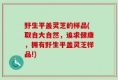 野生平盖灵芝的样品(取自大自然，追求健康，拥有野生平盖灵芝样品!)