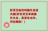 野灵芝能挖吗图片高清大图(野生灵芝采摘图片大全，高清无水印，尽在眼前！)