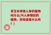 灵芝长得像人参的植物叫什么(与人参相似的植物，你知道是什么吗？)
