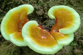 酒后能喝灵芝孢子粉吗？经常喝酒应酬的朋友要注意看！