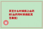 灵芝什么时候摘上山药好(山药何时采摘配灵芝最佳)