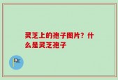 灵芝上的孢子图片？什么是灵芝孢子