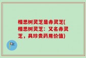 相思树灵芝是赤灵芝(相思树灵芝：又名赤灵芝，具珍贵药用价值)