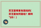 灵芝菌哪里有栽培的(灵芝菌如何栽培？顺利飞升！)