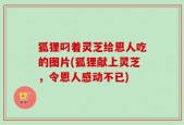 狐狸叼着灵芝给恩人吃的图片(狐狸献上灵芝，令恩人感动不已)