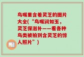 鸟嘴里含着灵芝的图片大全(“鸟嘴润如玉，灵芝保滋补——看各种鸟类被拍到含灵芝的惊人照片”)