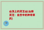 山顶上的灵芝山(山巅灵芝：自然中的神奇草药)