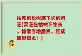 枯死的松树底下长的灵芝(灵芝在枯树下生长，惊呆当地居民，赶紧摄影留念！)