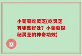 小葡萄吃灵芝(吃灵芝有哪些好处？小葡萄探秘灵芝的神奇功效)