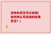 怎样的灵芝可以采摘(如何辨认可采摘的优质灵芝？)