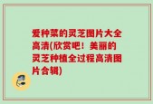 爱种菜的灵芝图片大全高清(欣赏吧！美丽的灵芝种植全过程高清图片合辑)