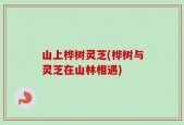 山上桦树灵芝(桦树与灵芝在山林相遇)