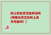 树上的白灵芝能种活吗(种植白灵芝在树上成为可能吗？)