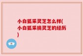 小白狐采灵芝怎么样(小白狐采摘灵芝的经历)