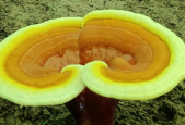 谁家的灵芝孢子粉最好？你或许根本不知道！