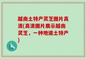 越南土特产灵芝图片高清(高清图片展示越南灵芝，一种地道土特产)