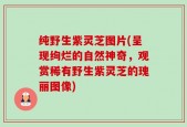 纯野生紫灵芝图片(呈现绚烂的自然神奇，观赏稀有野生紫灵芝的瑰丽图像)