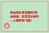 赶山采红灵芝图片(赶山采摘，红灵芝壮如牛，心情好到飞起)