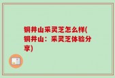 铜井山采灵芝怎么样(铜井山：采灵芝体验分享)