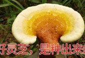 医用级破壁灵芝孢子粉真的有吗？别被忽悠了
