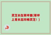 灵芝长在草坪里(草坪上竟长出珍稀灵芝！)